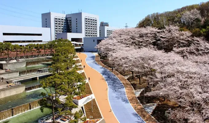 春の桜が満開の中央大学多摩キャンパスの風景