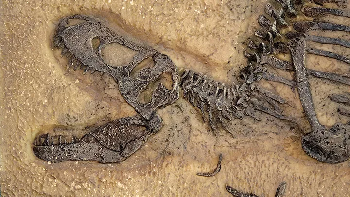 ニッチで専門的な大学学部を象徴する恐竜の化石の画像。福井県立大学の恐竜学部に代表される、地域の特色や特定の学問を深掘りするユニークな学びの選択肢を示している。